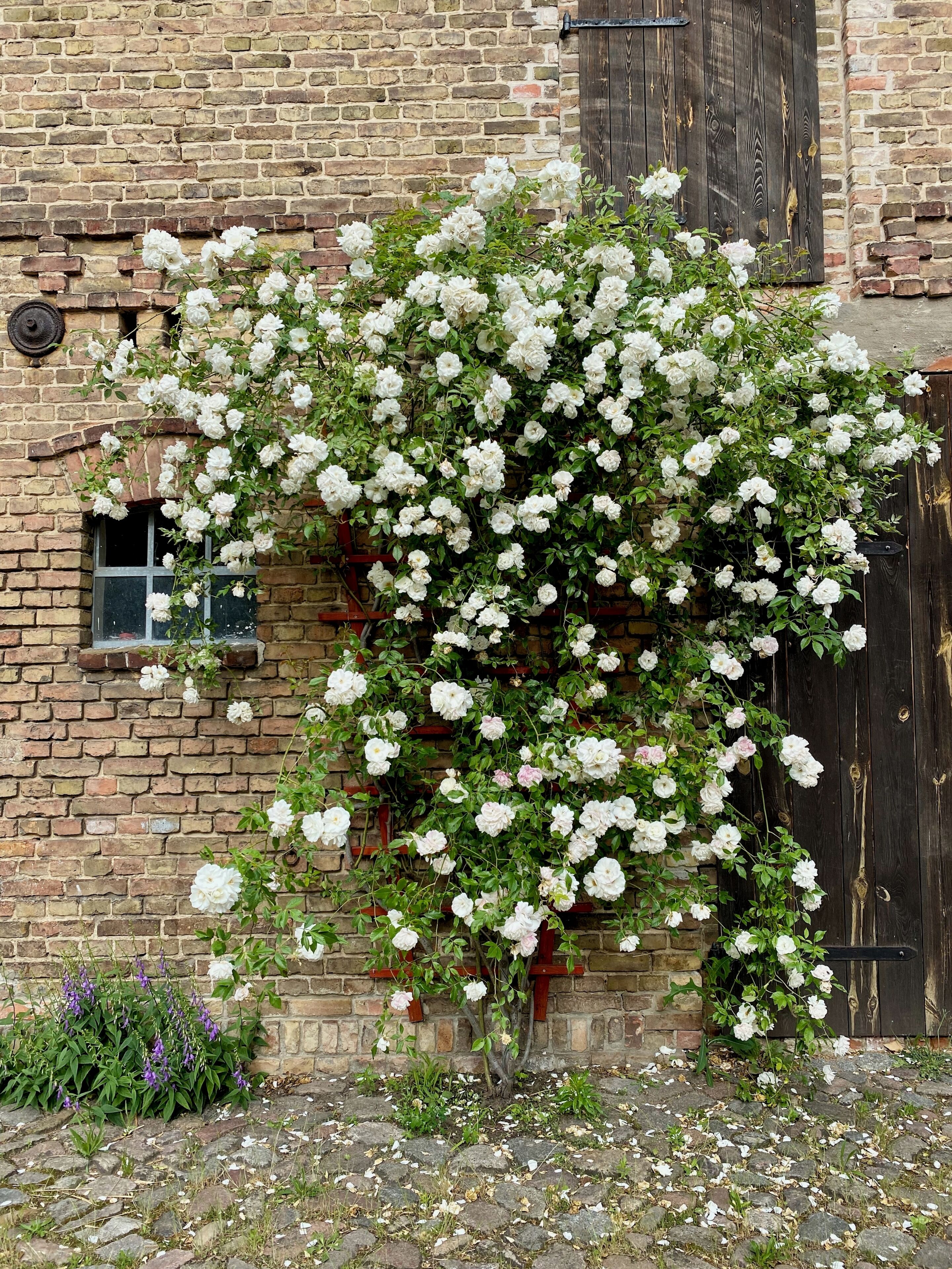 Rosenblüte im Hof