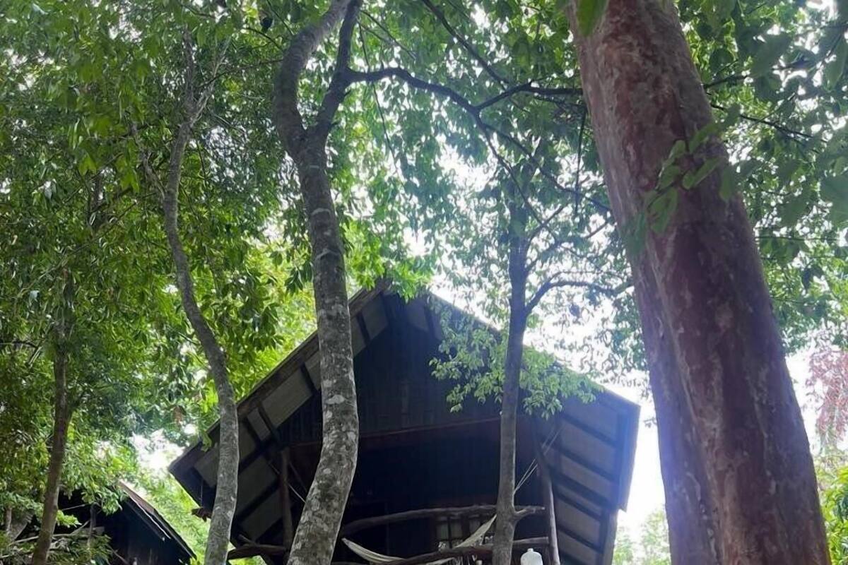 A wooden structure elevated on stilts in a forested area with natural surroundings.