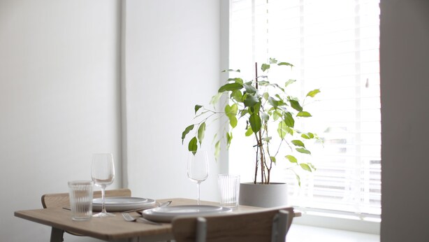 Une table à manger avec une plante en pot, deux verres à vin et un verre d’eau.