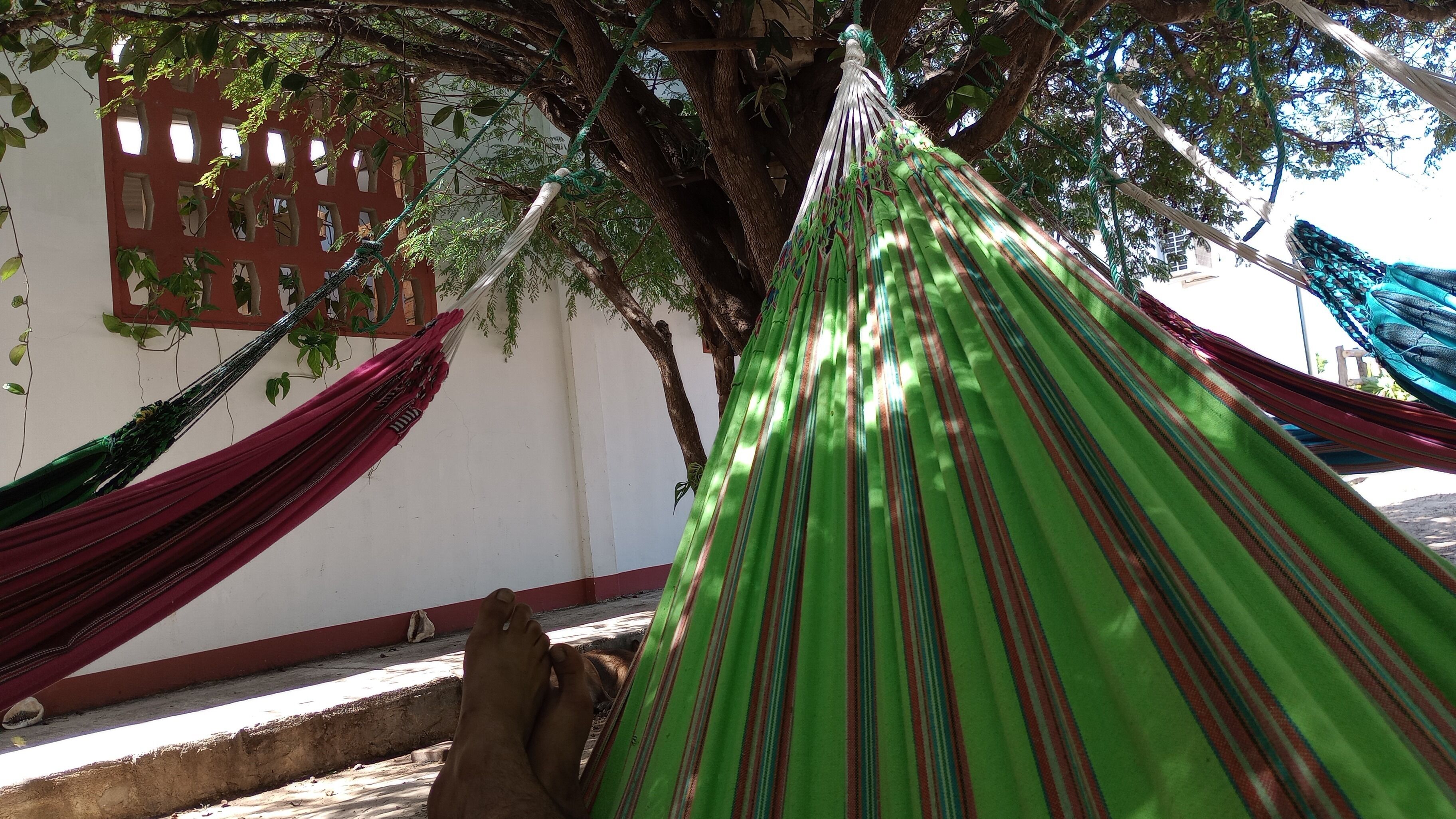 A hammock tied between trees, a red and white wall with windows, and a concrete floor.