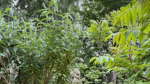 A narrow, grassy path surrounded by dense foliage and trees. - Henley Street Townhouse | Oxford Holiday Let | 3 Beds & Sleeps 6 (Oxford)