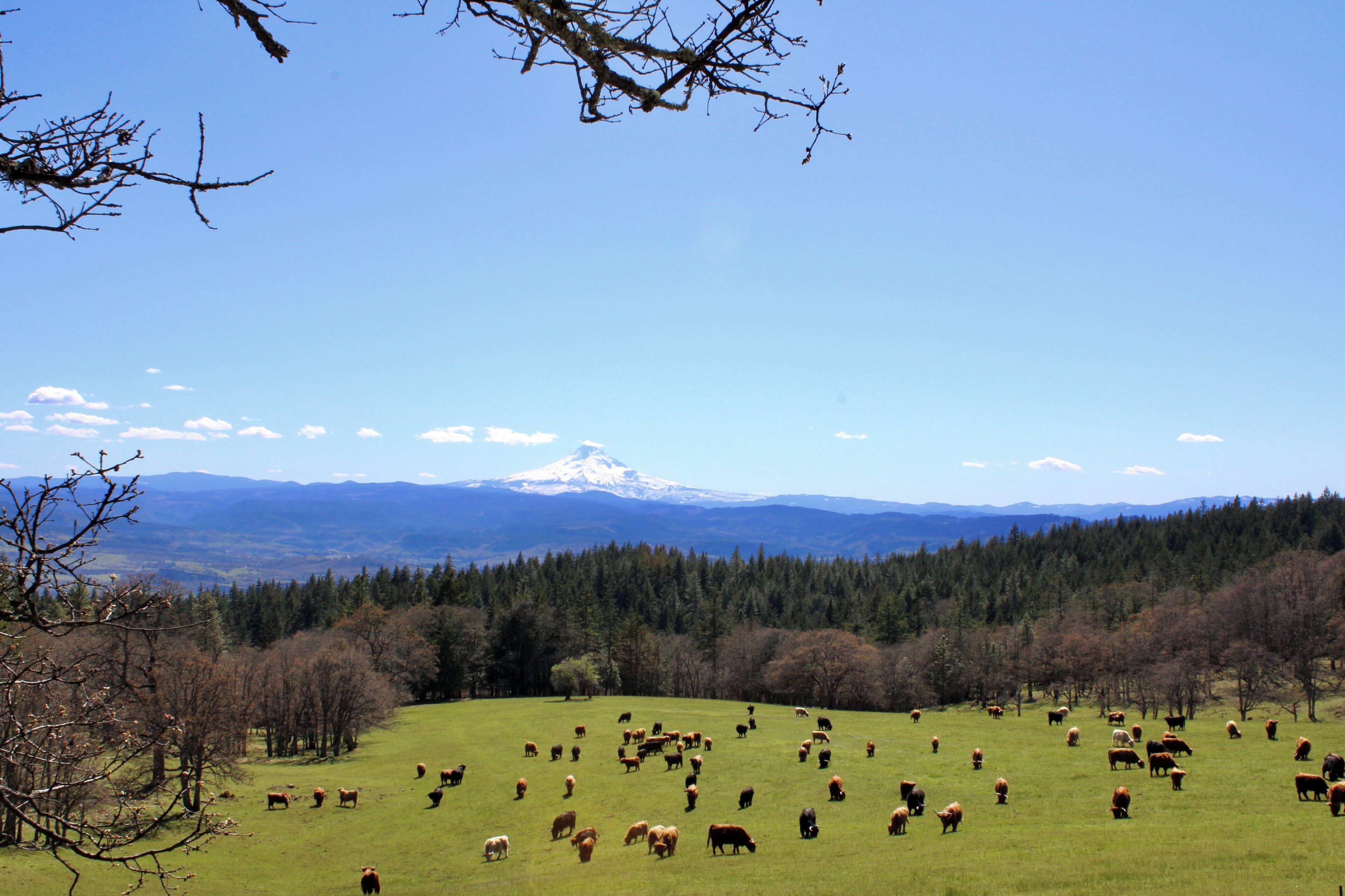A wide, open field with a herd of cattle grazing, surrounded by trees and a mountain in the distance.