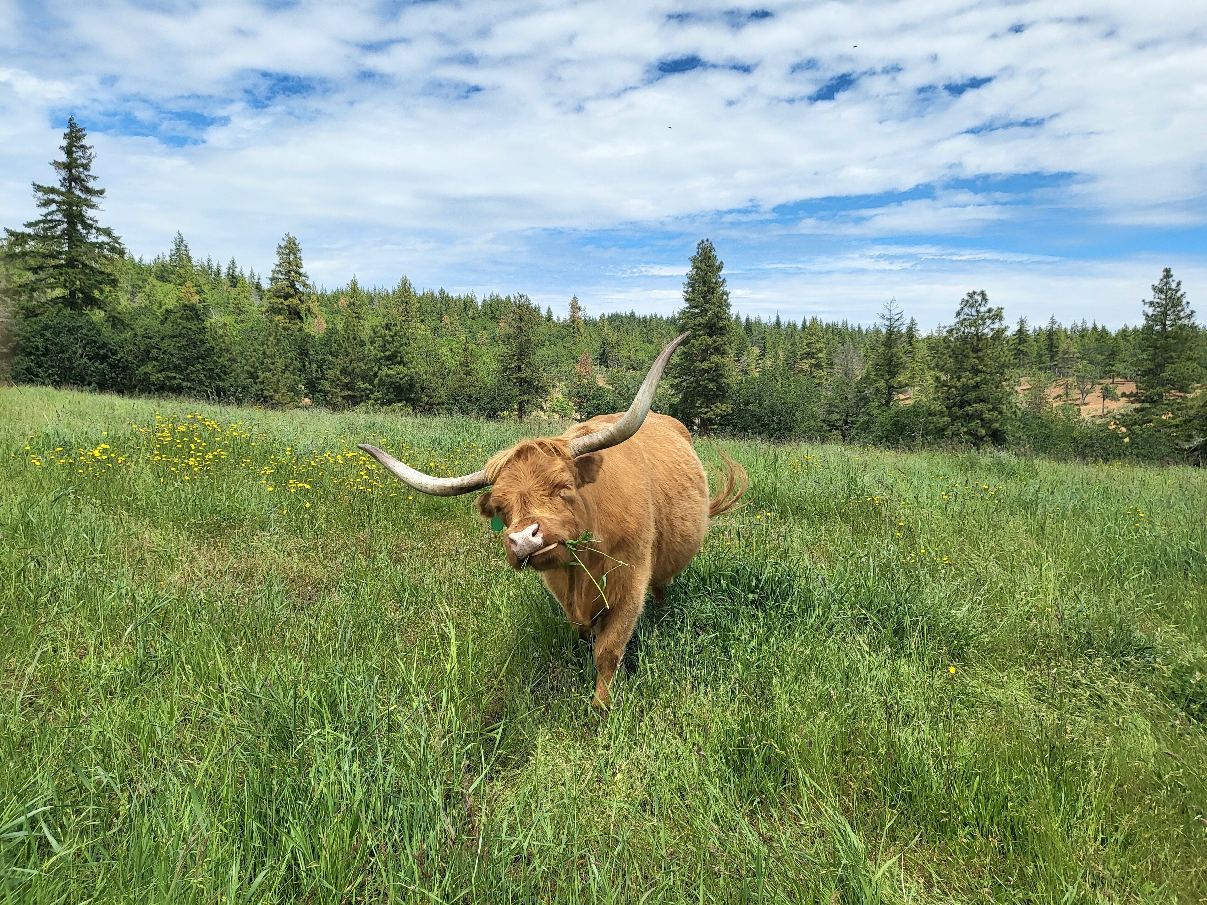 L77 Ranch Farmhouse: Privacy and Comfort with Highland Cattle and Mt. Hood View
