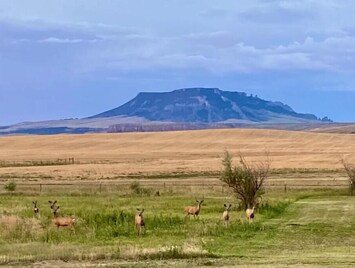 view from patio (front yard)