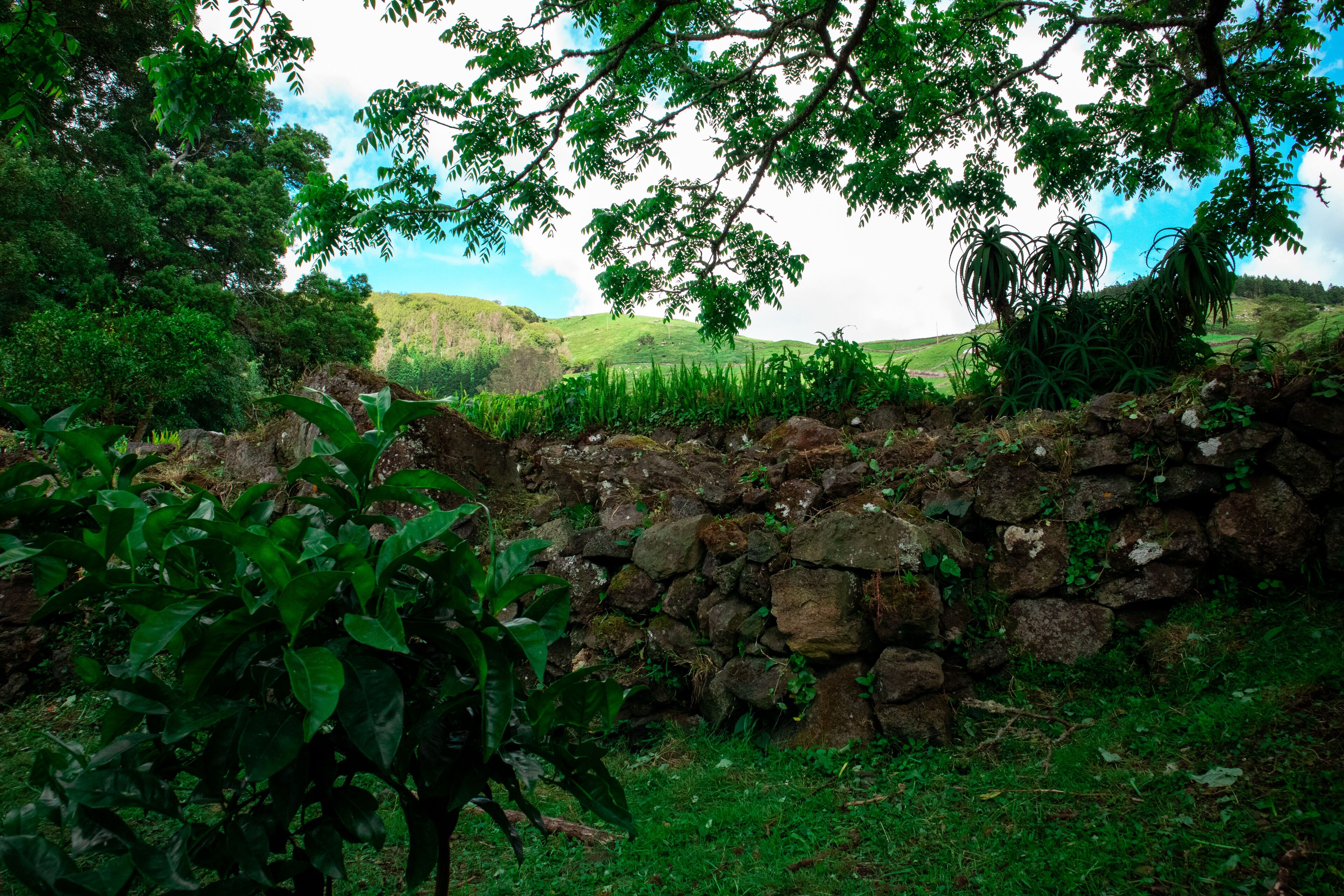 A stone wall with greenery and a view of hills.