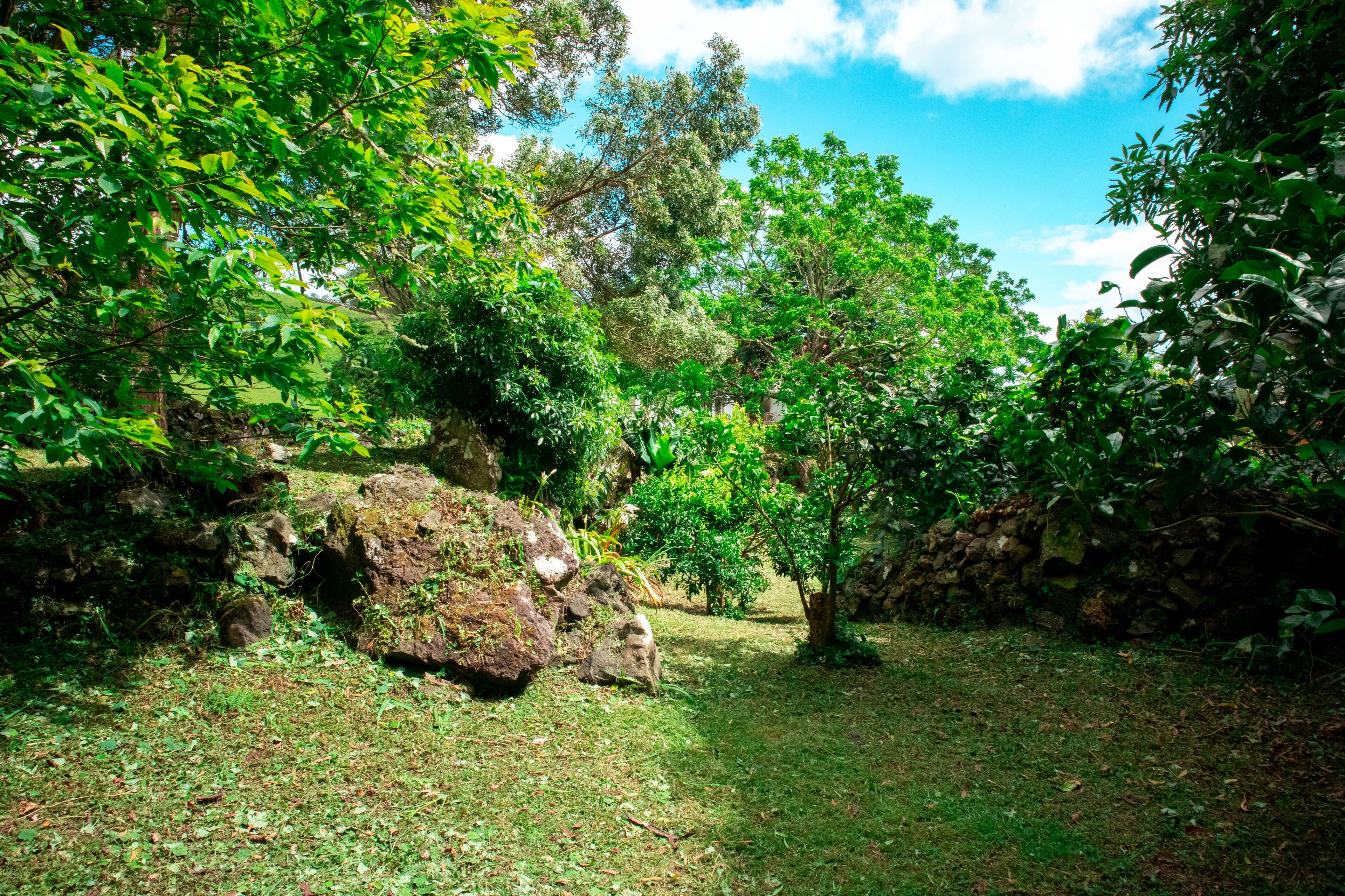 A lush garden with a stone wall, a pathway, and dense foliage.