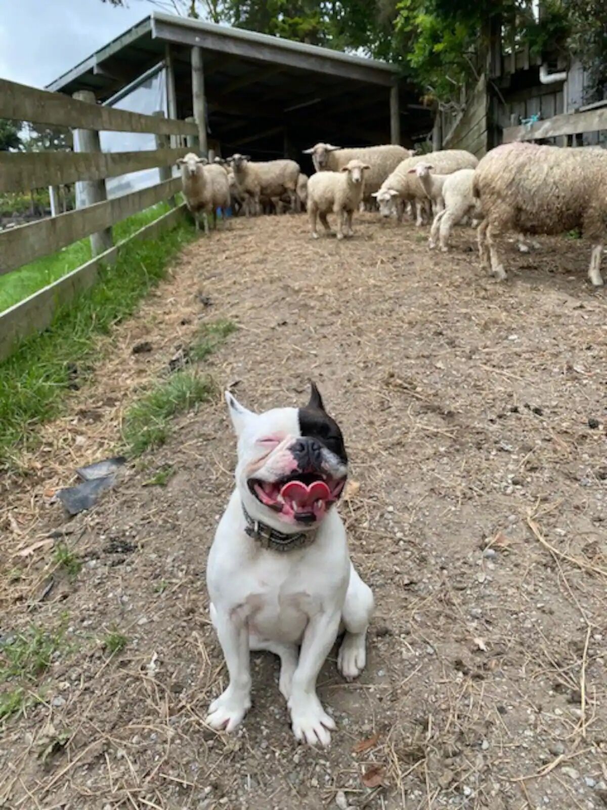 A bulldog sitting on a dirt path with a flock of sheep in the background.