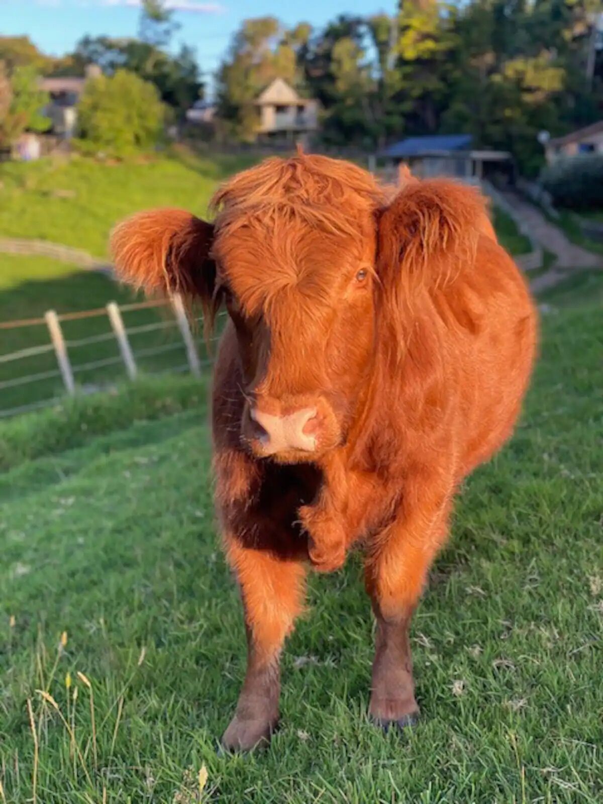 A cow standing on grass with a fence in the background.