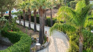 A paved pathway lined with palm trees and various plants, leading to a building with a red-tiled roof.