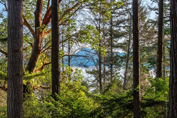 A dense forest with tall trees and a mountain in the background.