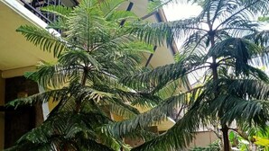A courtyard with a palm tree, a stone bench, and a small garden area. - Ommaya Hotel & Resort (Baki)