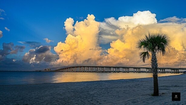 A beach with a palm tree and a pier extending into the water.