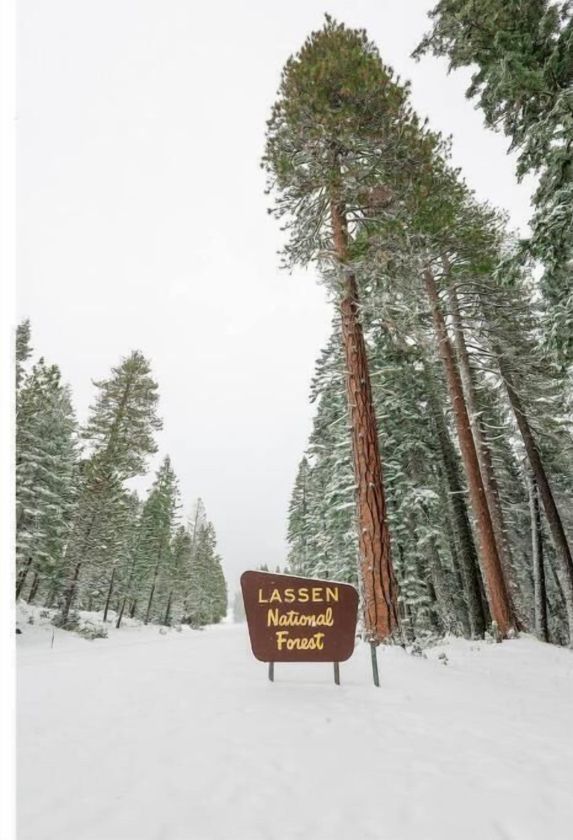 Segnaletica del Lassen National Forest in un paesaggio innevato con alti alberi sempreverdi.