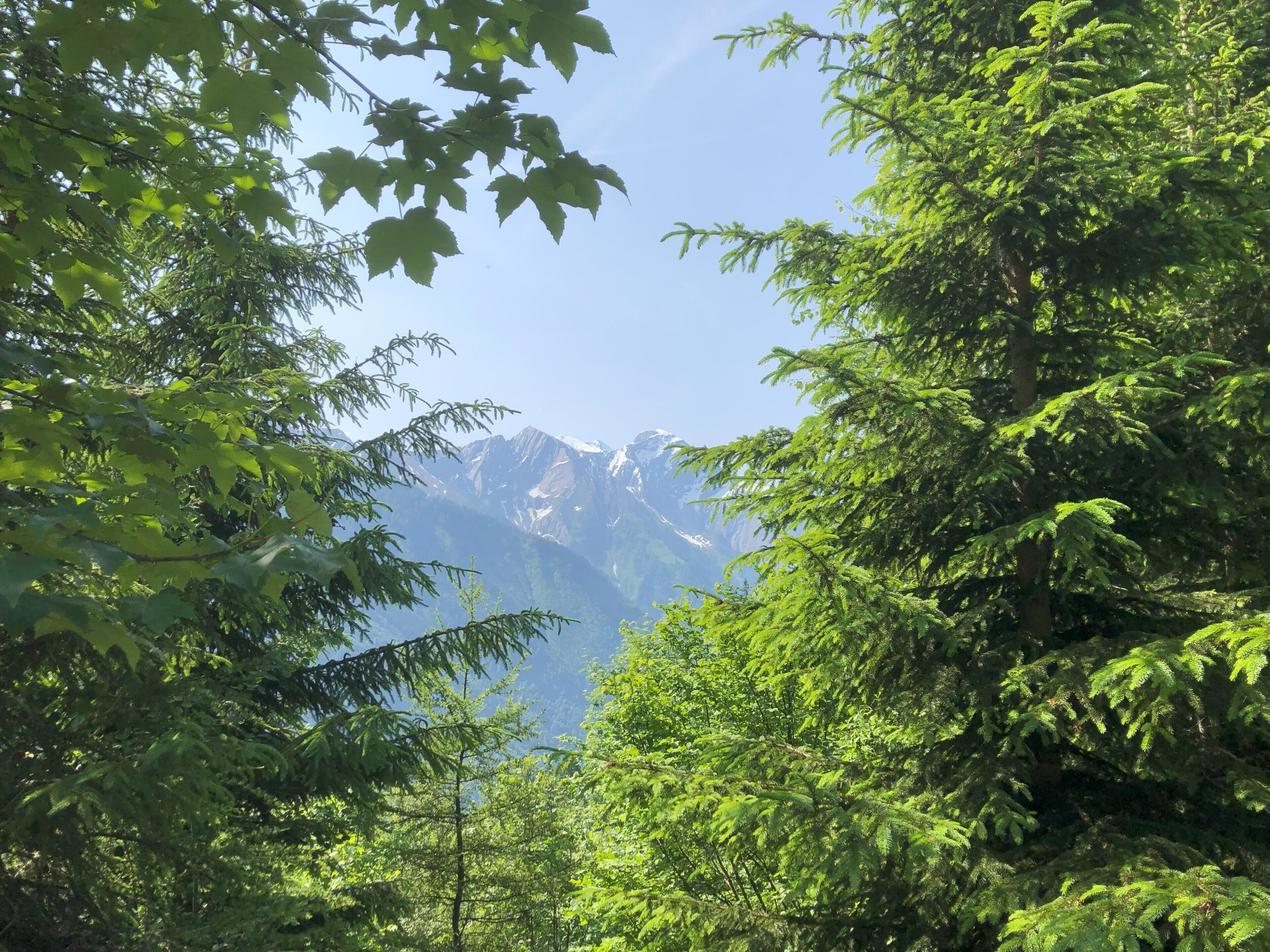 A dense forest with a mountain range in the background.