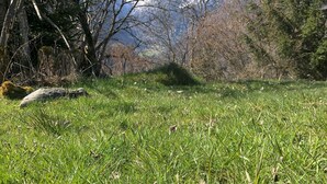 Un champ herbeux avec des arbres et une montagne en arrière-plan.
