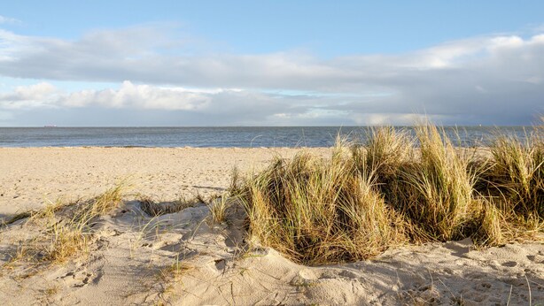 Ein sandiger Strand mit Gras im Vordergrund und einem klaren Himmel.