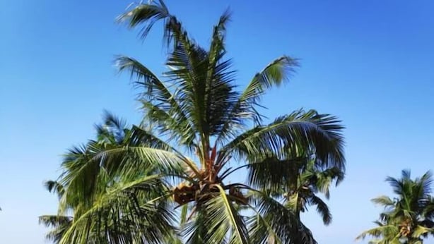 A tropical landscape with palm trees and a clear blue sky. - Pura Vida Varkala (Varkala)