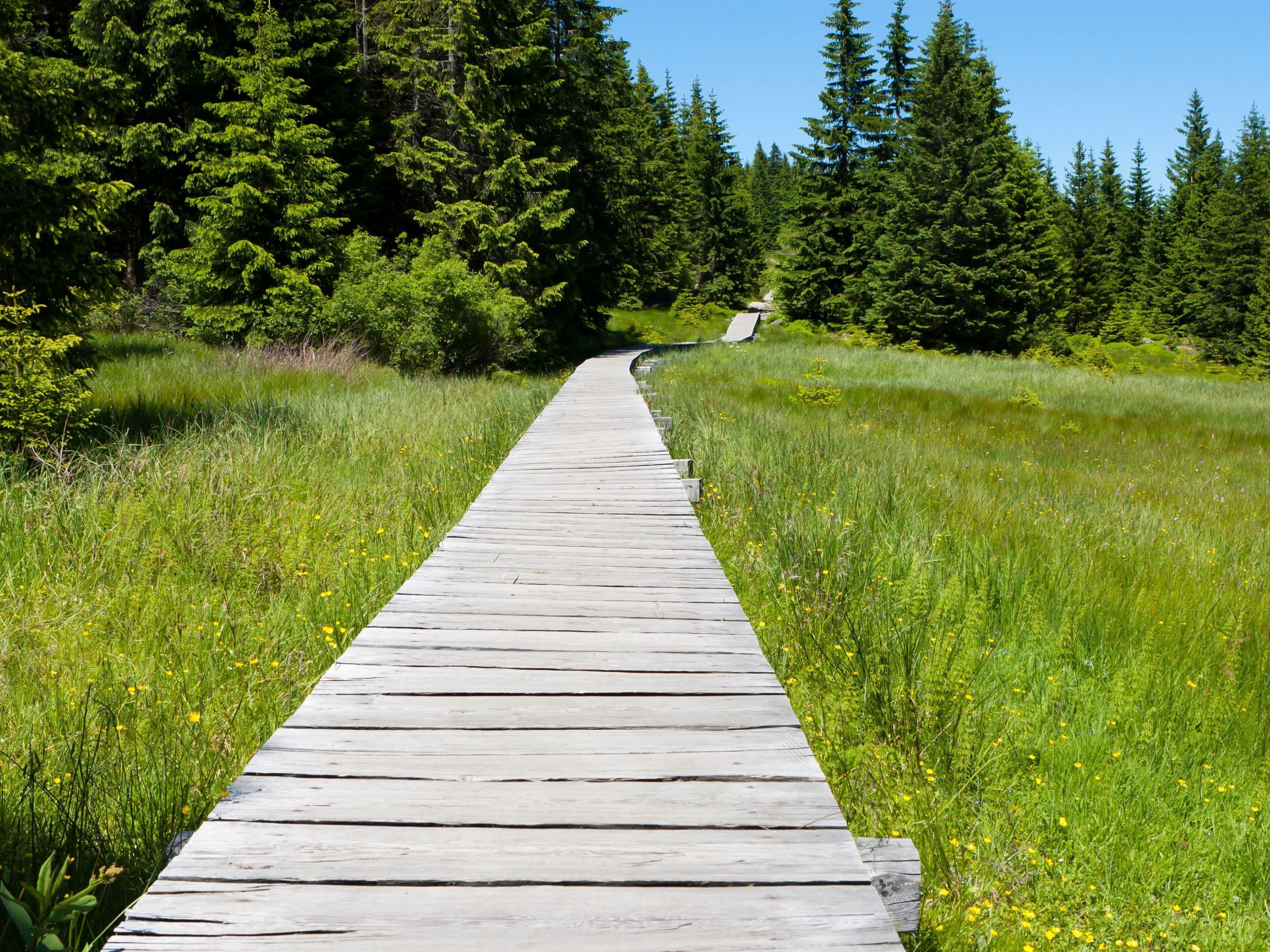 A wooden boardwalk through a forested area with dense trees and grassy fields.