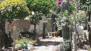 A garden with various cacti and flowering plants, a stone pathway, and a rustic fence. - 2 Bedroom Apartment in Specchiolla (Specchiolla)
