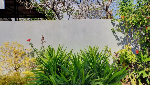 Un jardín con diversas plantas y una pared gris.