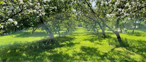 Overnattingsstedets uteområder