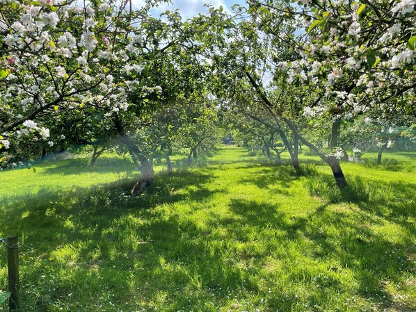 Overnattingsstedets uteområder