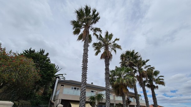 A modern two-story house with a paved driveway, a gated entrance, and tall palm trees in front. - Palmzicht (Cape Town)