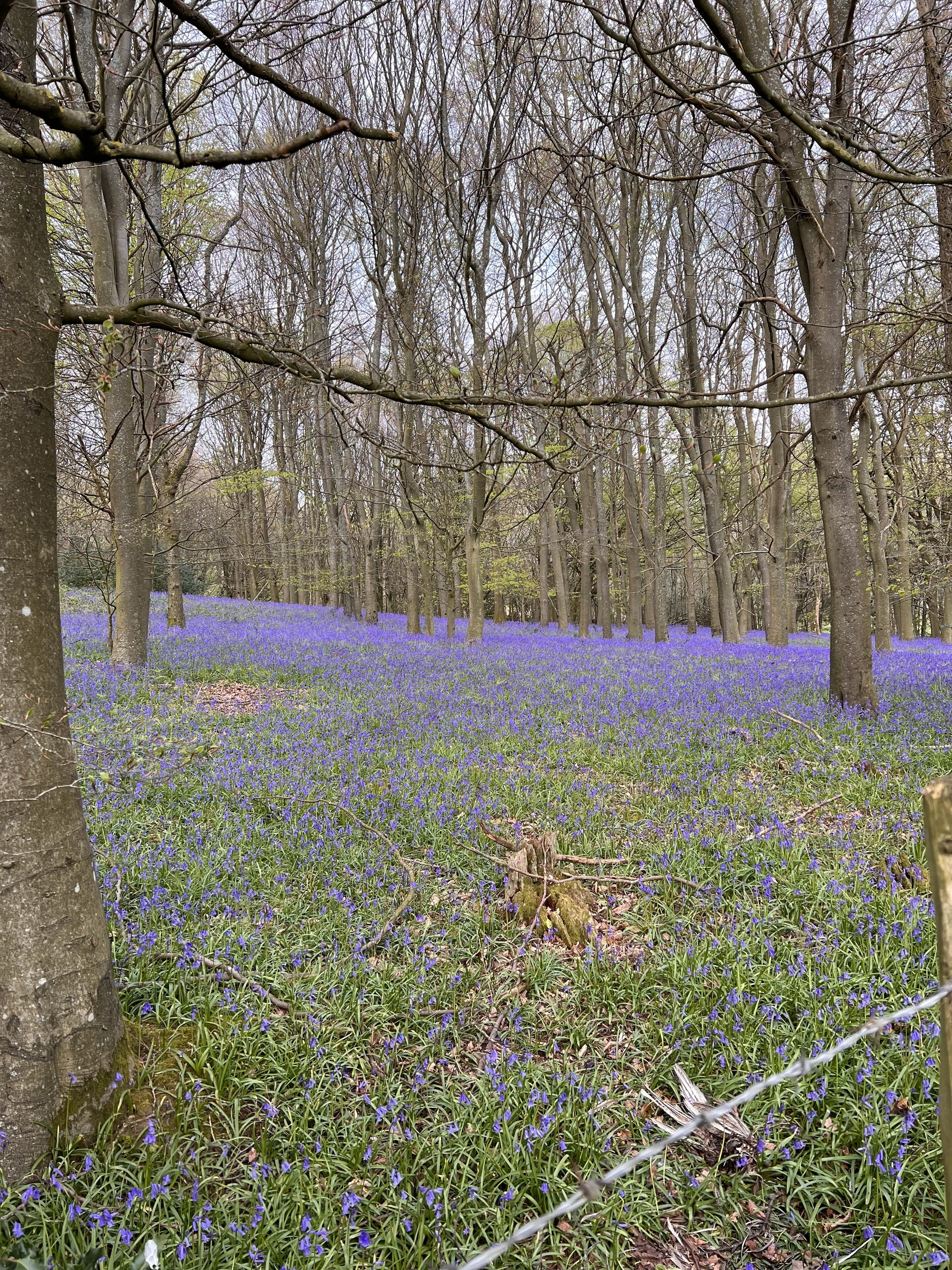 A forest with a carpet of blue flowers and bare trees.