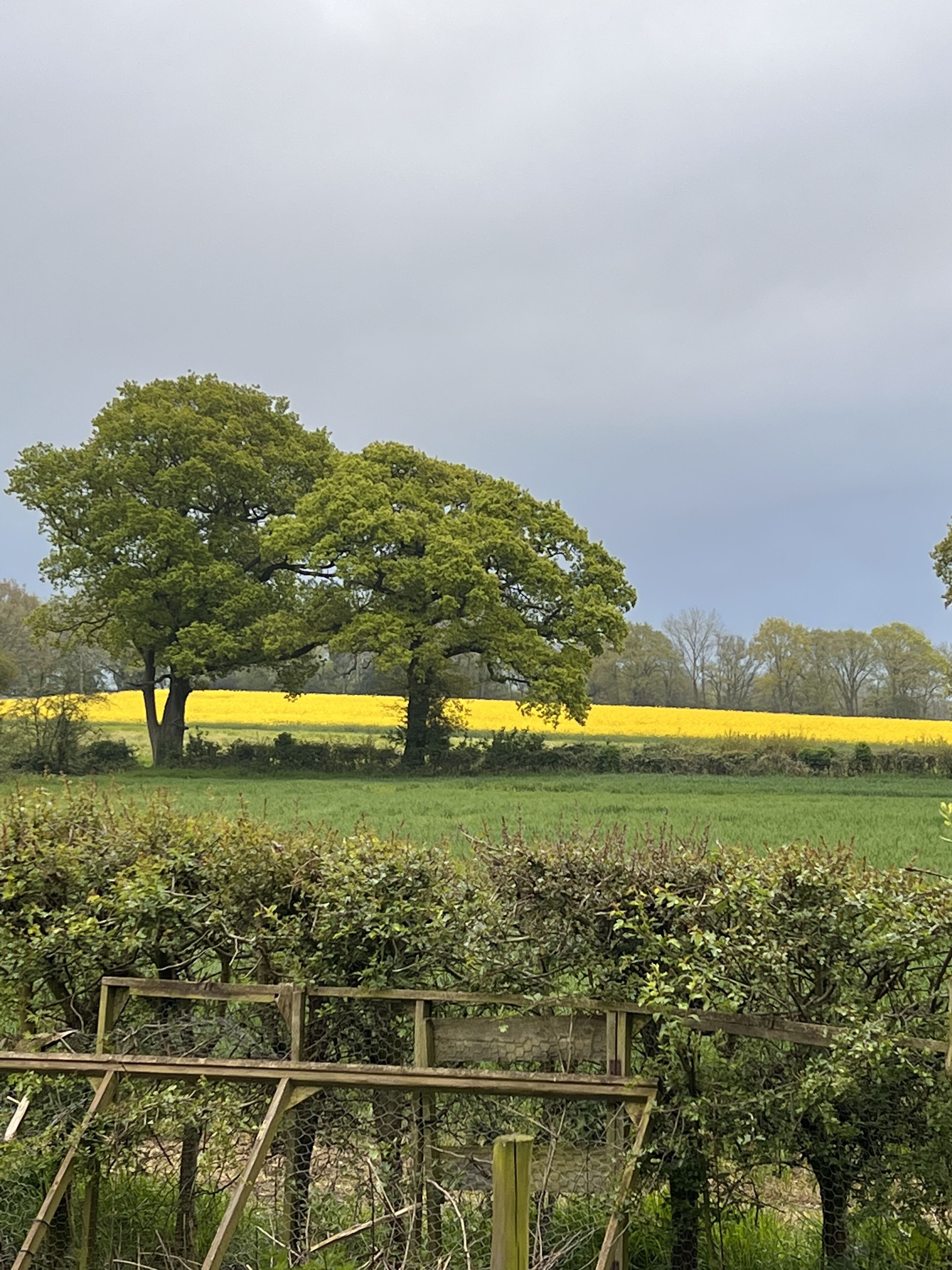 Un paysage rural avec deux arbres imposants et, au loin, un champ de fleurs jaunes.