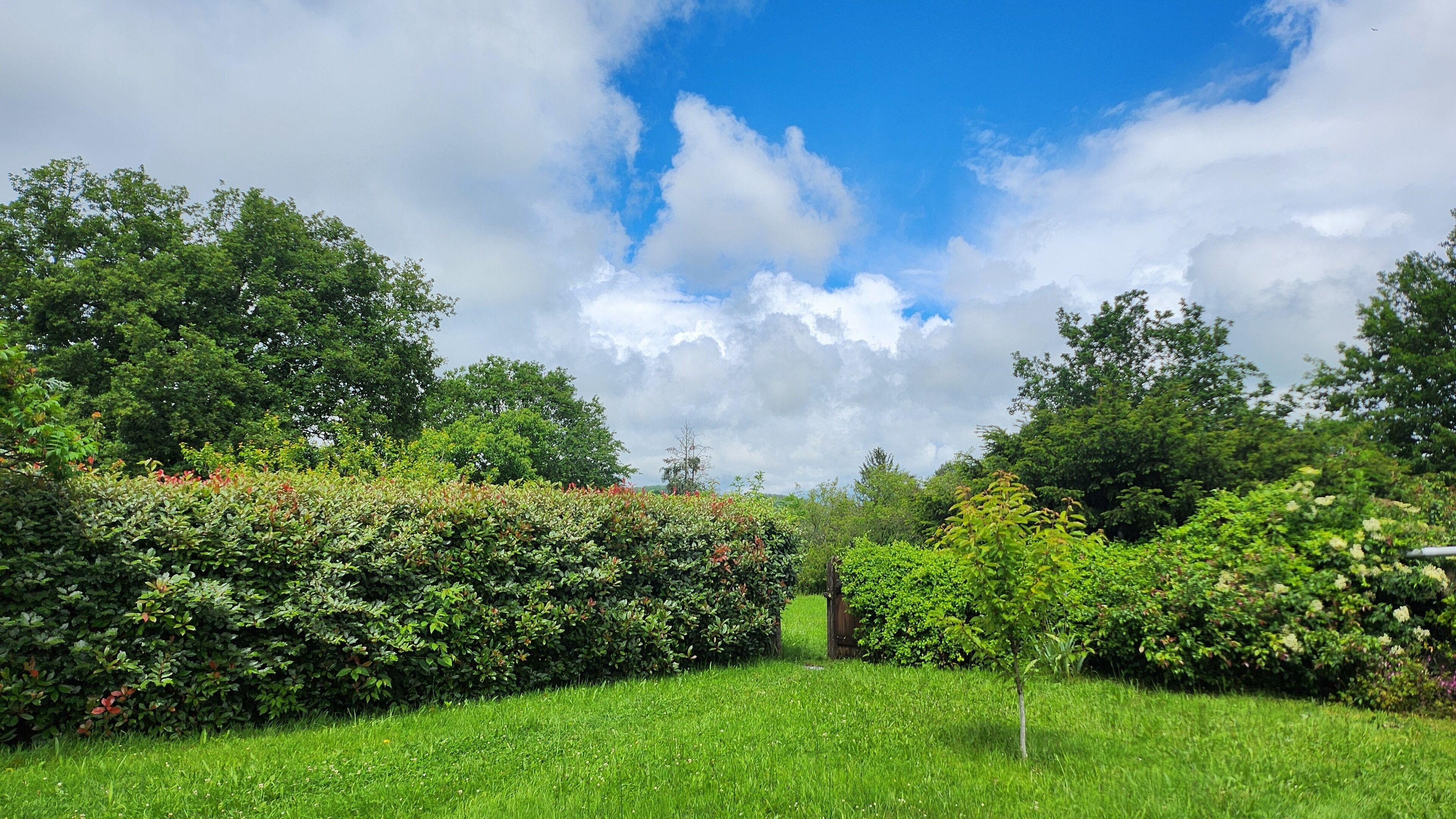Üppige grüne Landschaft mit dichtem Blätterwerk und blauem Himmel.