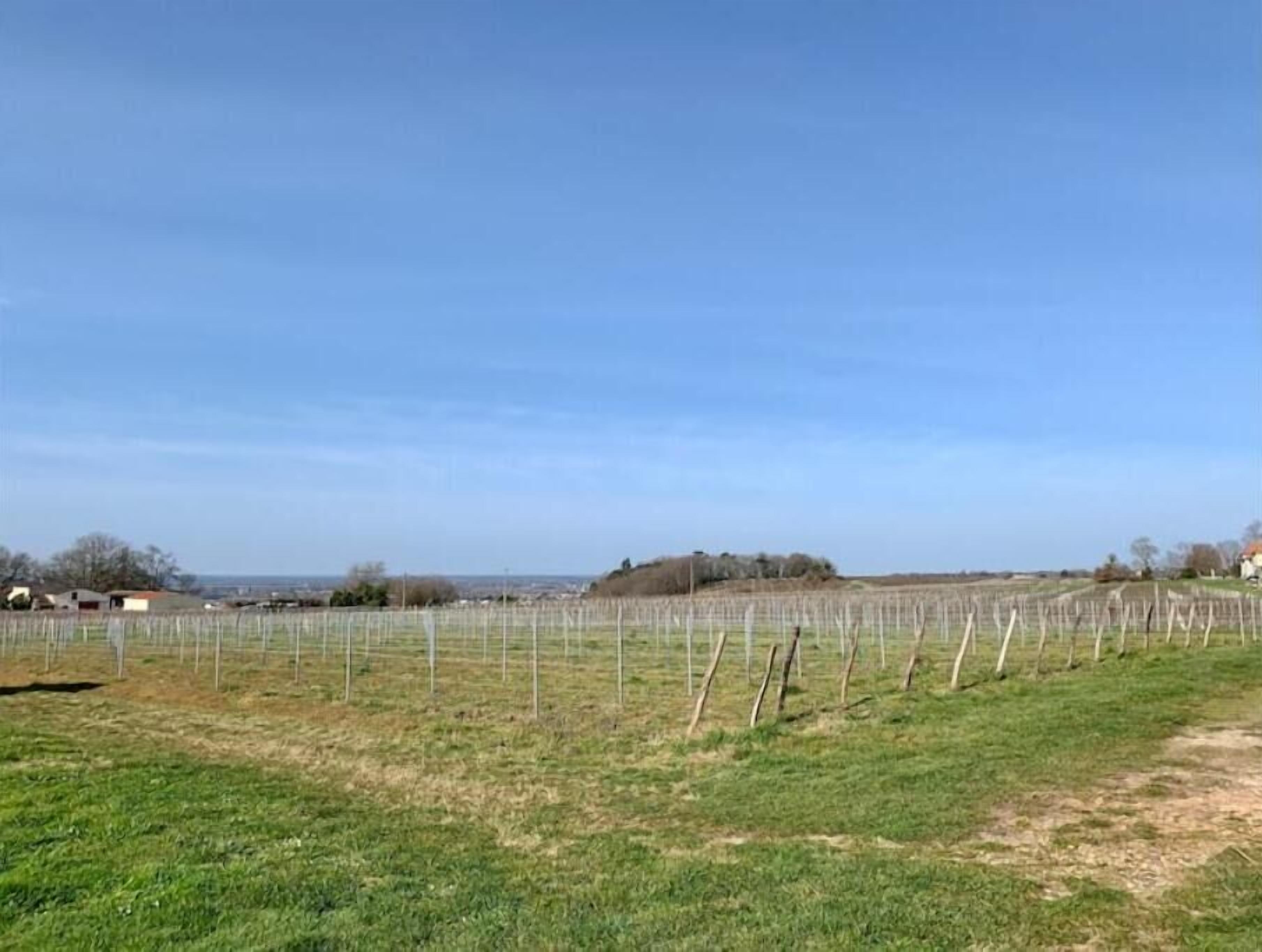 Viñedo con hileras de vides y cielo azul despejado.
