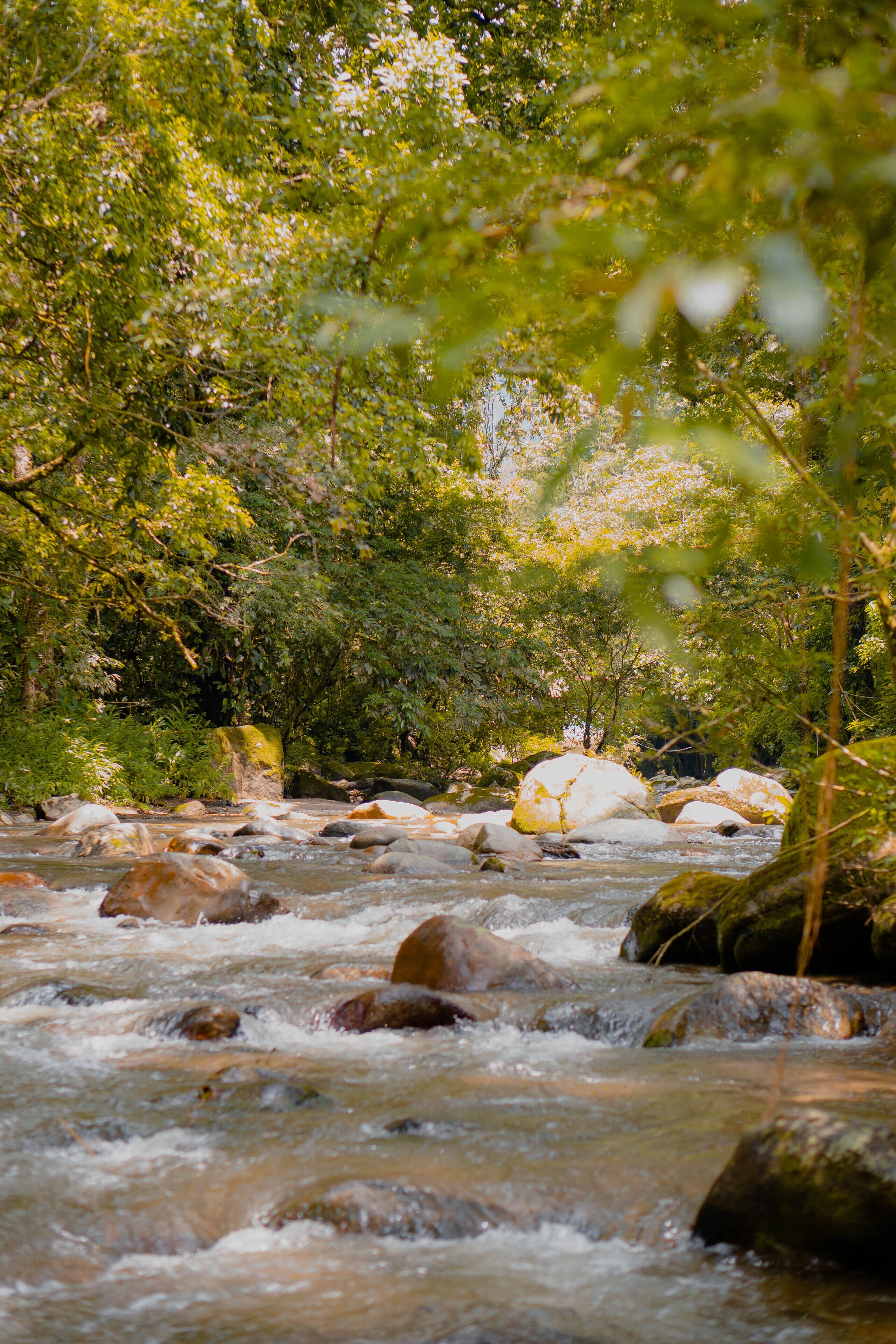A river flowing through a forest with rocks and trees.