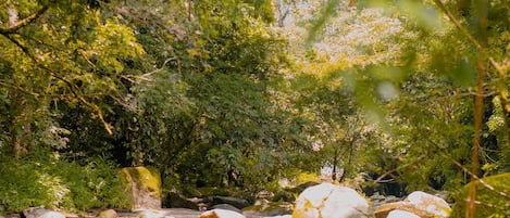 A river flowing through a forest with rocks and trees.