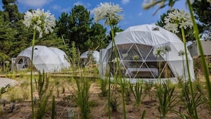 Varias tiendas en forma de cúpula con un área central para dormir, rodeadas de vegetación natural.