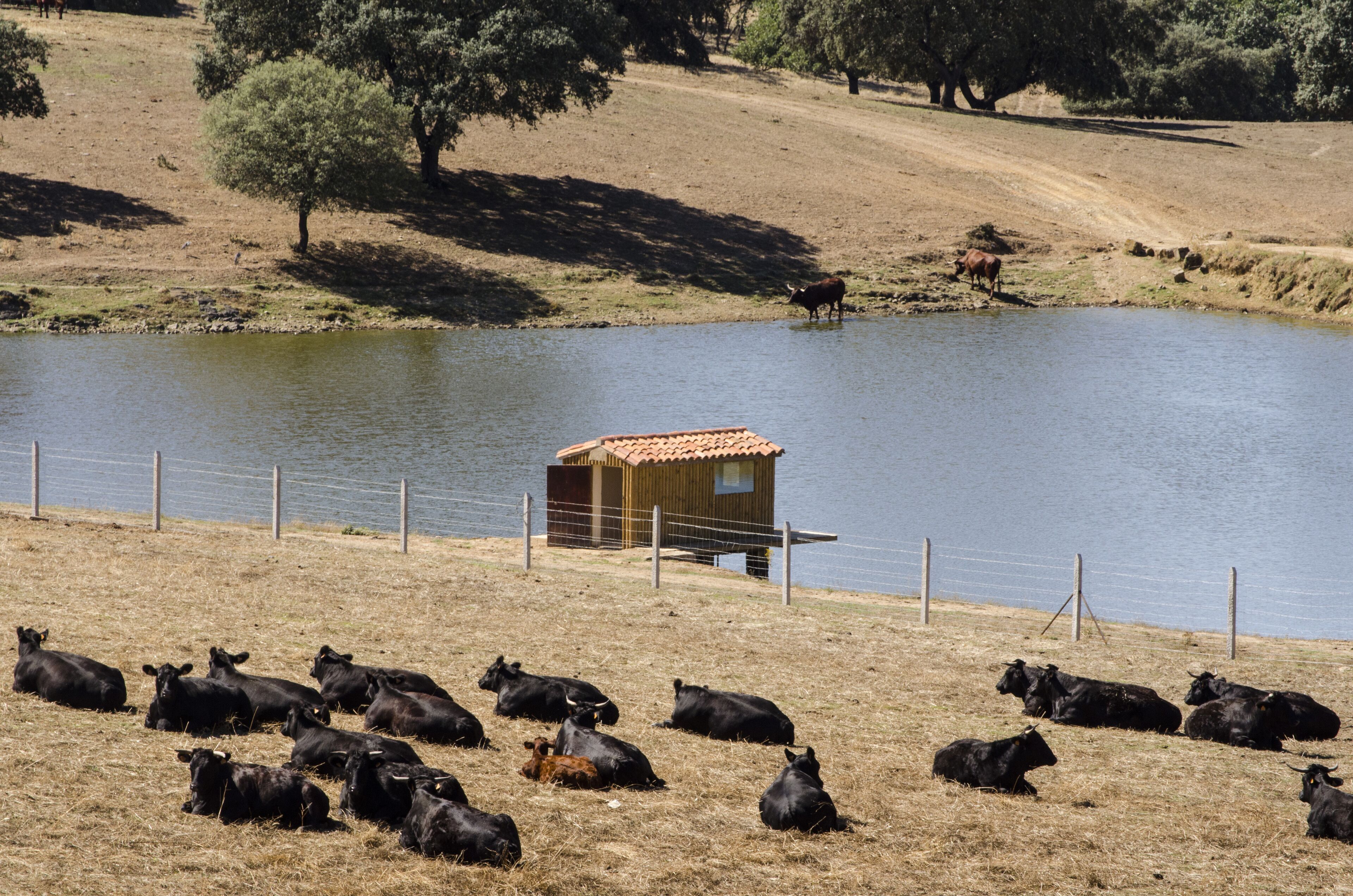 Un camp tancat amb vaques i una petita construcció de fusta prop d'un llac.
