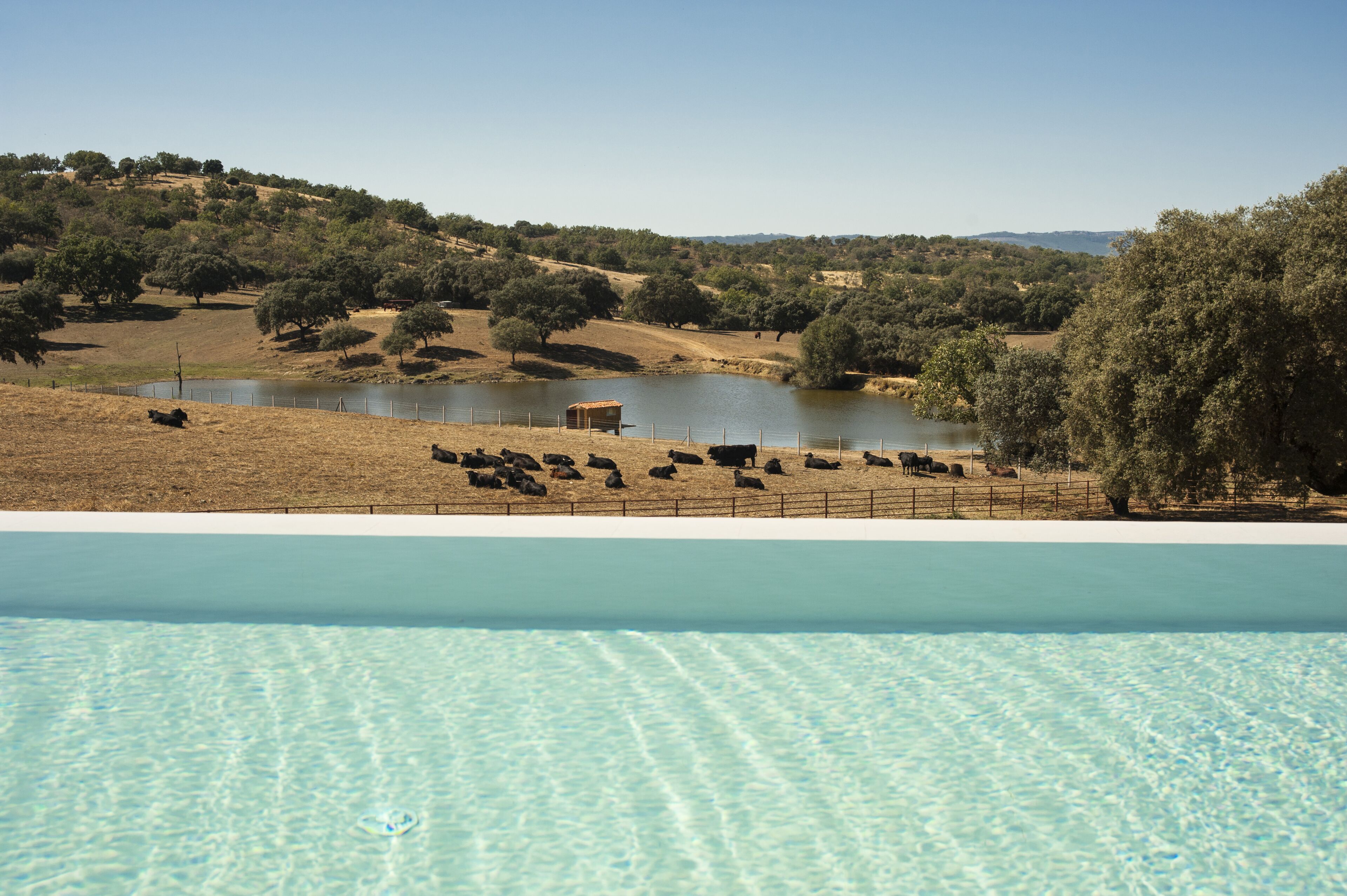 A pool with clear water, surrounded by a fenced area with grazing cattle and trees.