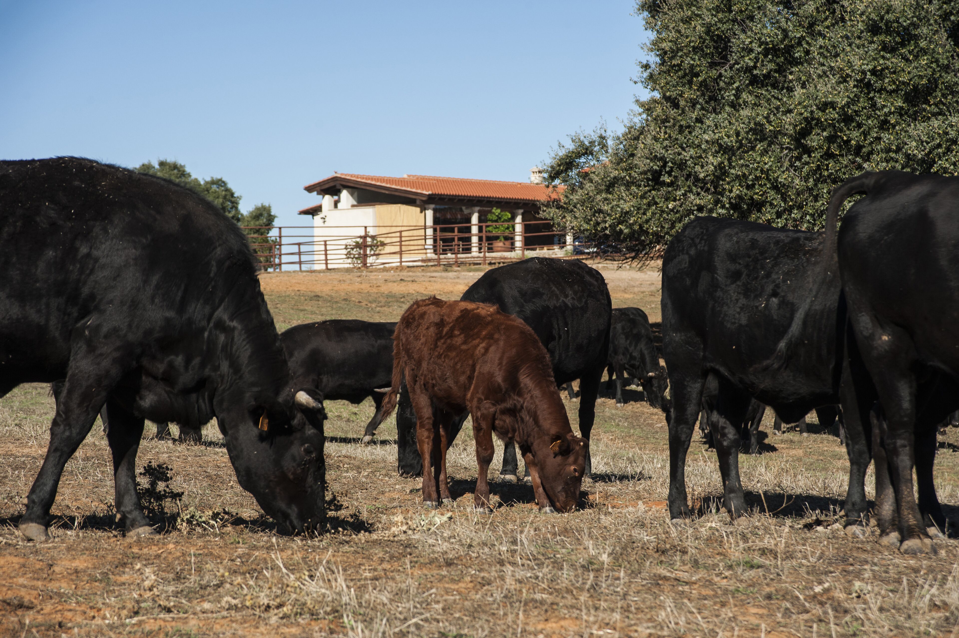 A group of cattle grazing in a field with a building in the background.