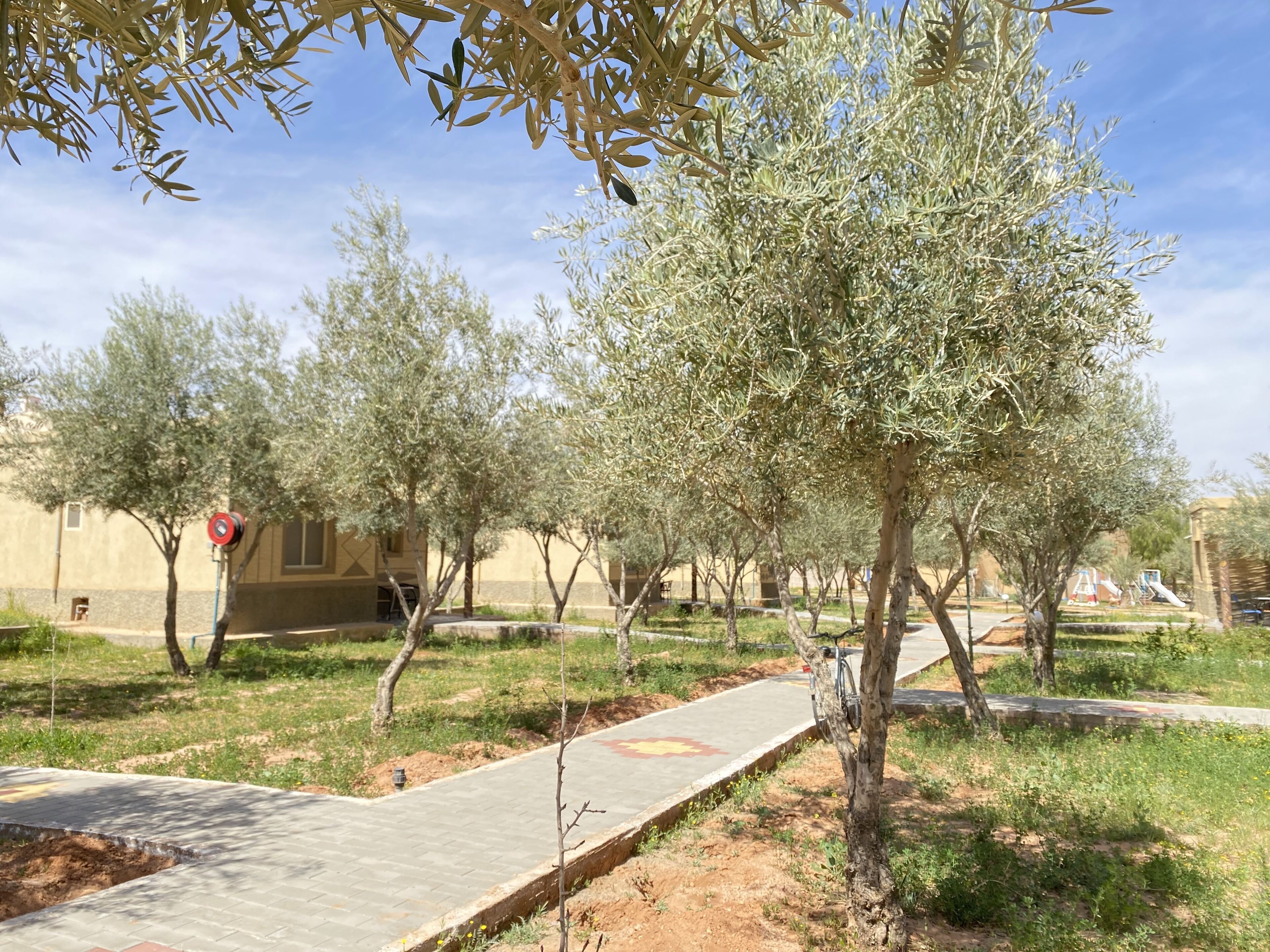 A pathway lined with olive trees, a red stop sign, and a playground in the background.