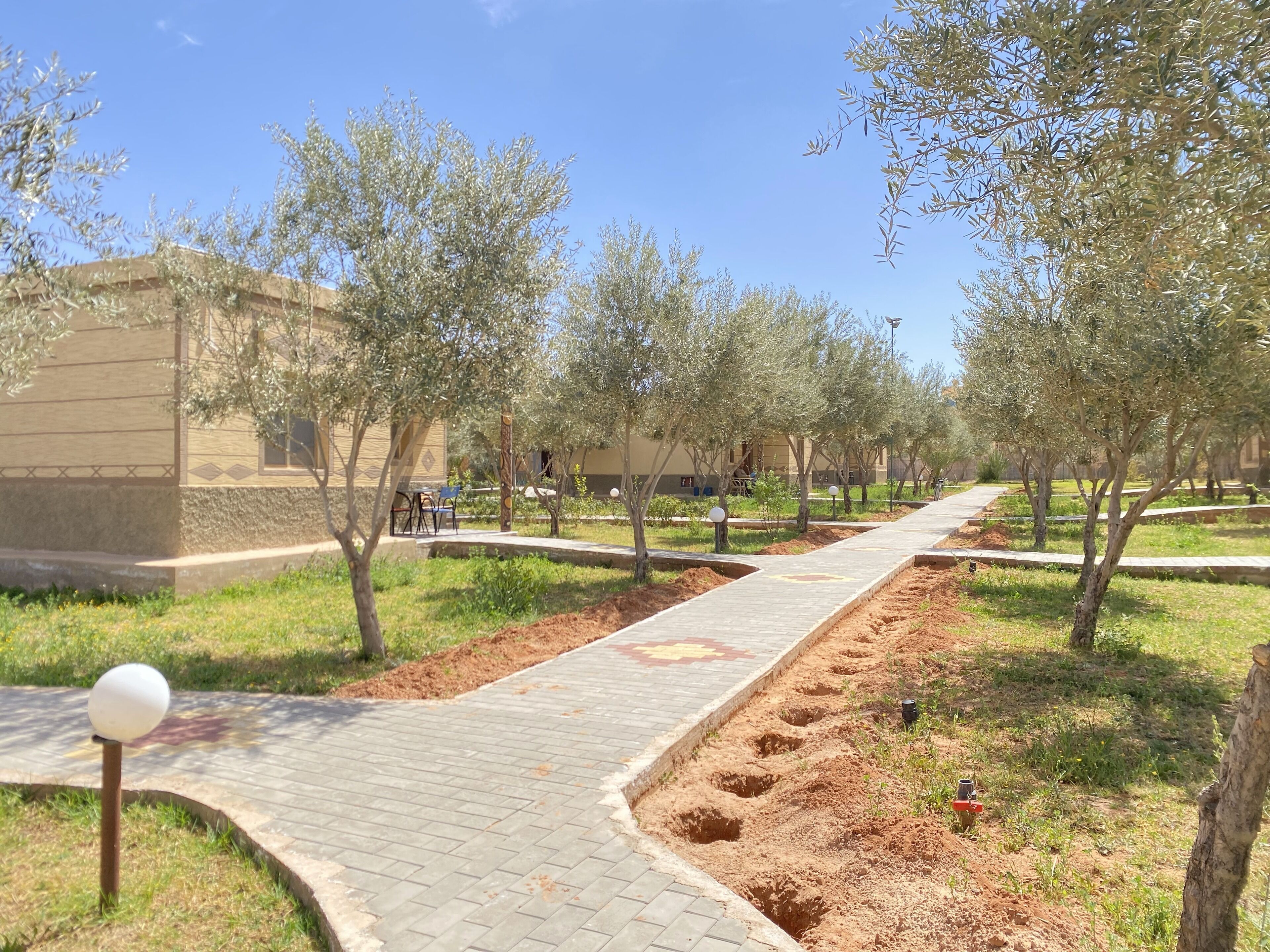 A pathway lined with olive trees, a paved walkway, and a building with a beige facade.