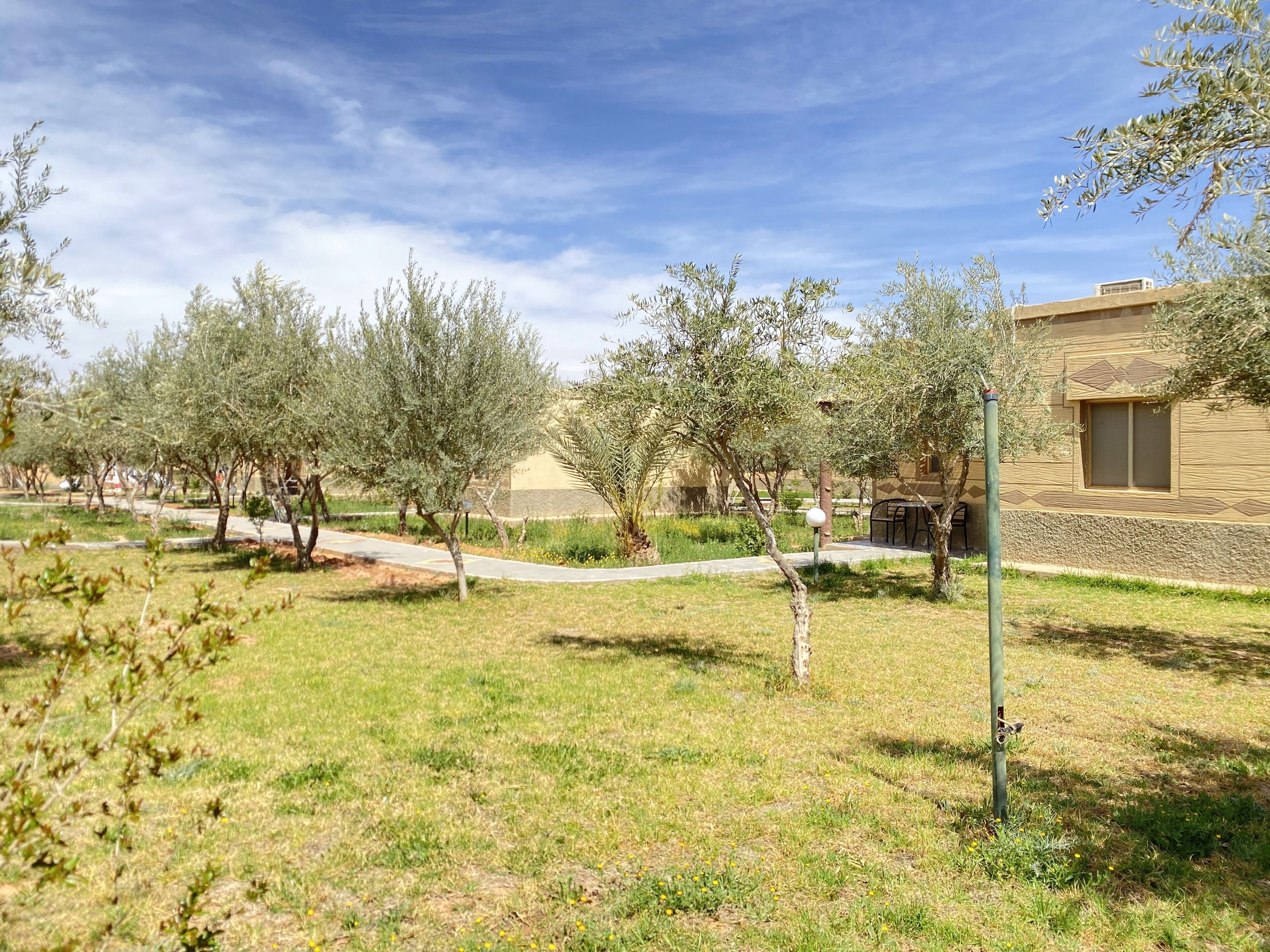A courtyard with olive trees, a pathway, and a building with a window and a door.
