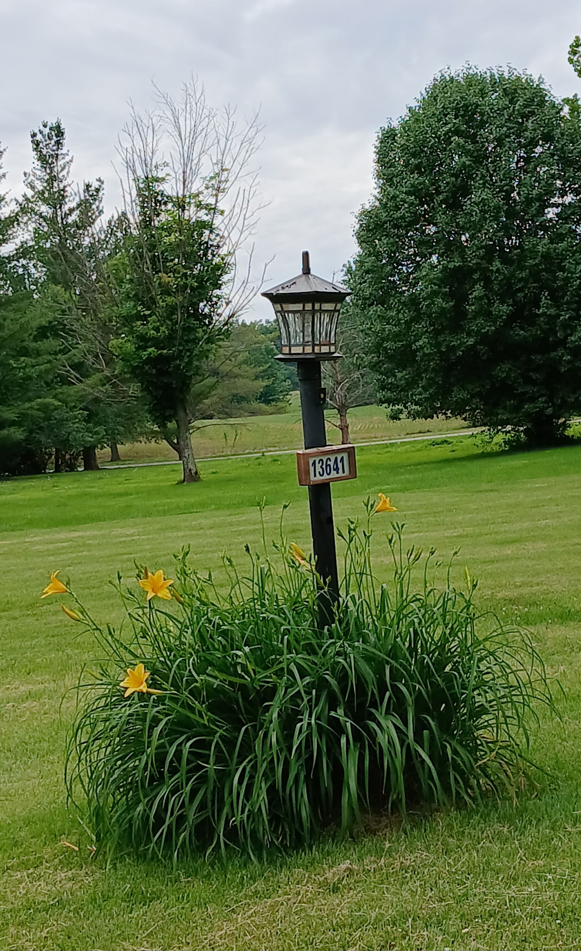 Eine Straßenlaterne mit einem Nummernschild, umgeben von Gras und gelben Blumen.