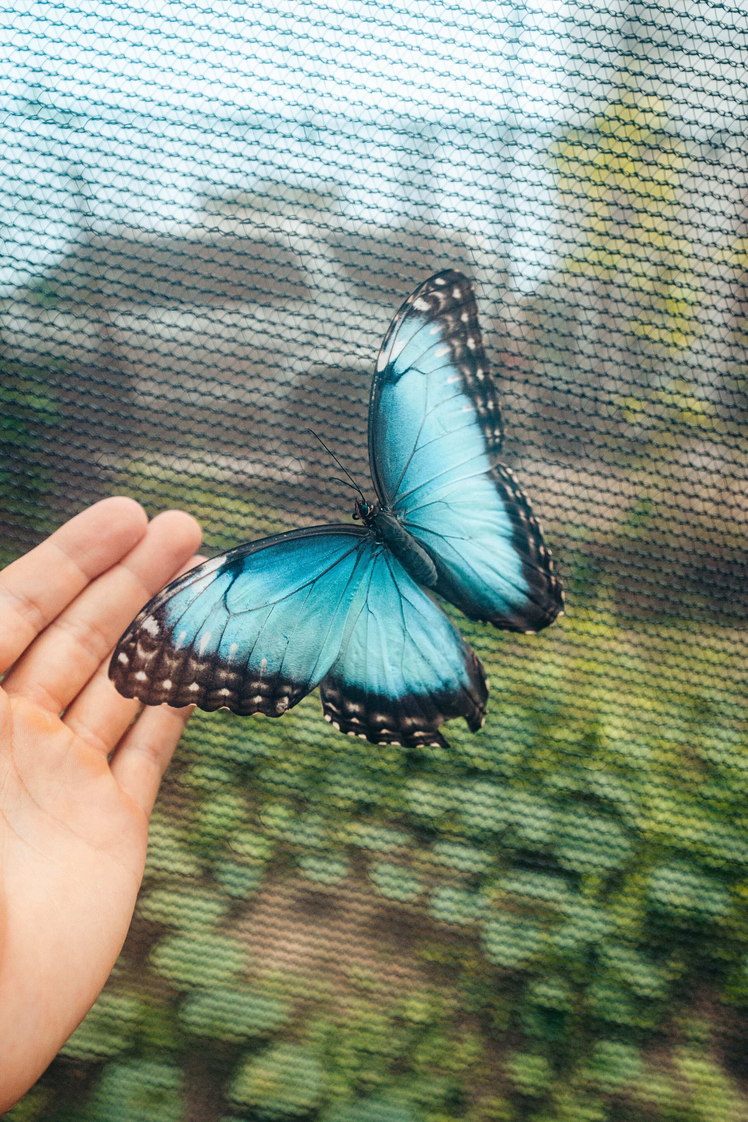 Photo - Capsule Pupa House