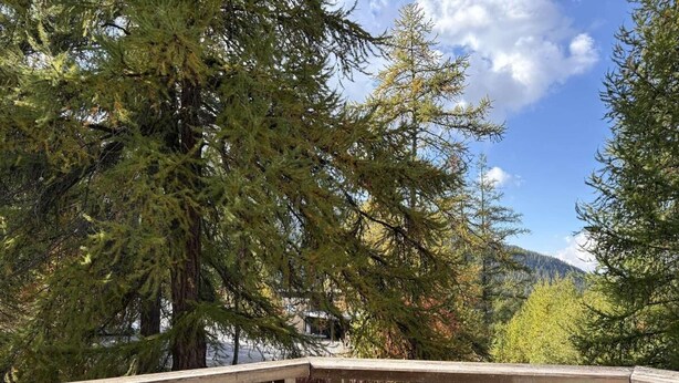 A wooden bridge in a forested area with trees and a mountain in the background.