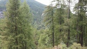 Une forêt dense, avec de grands arbres, et une montagne en arrière-plan.