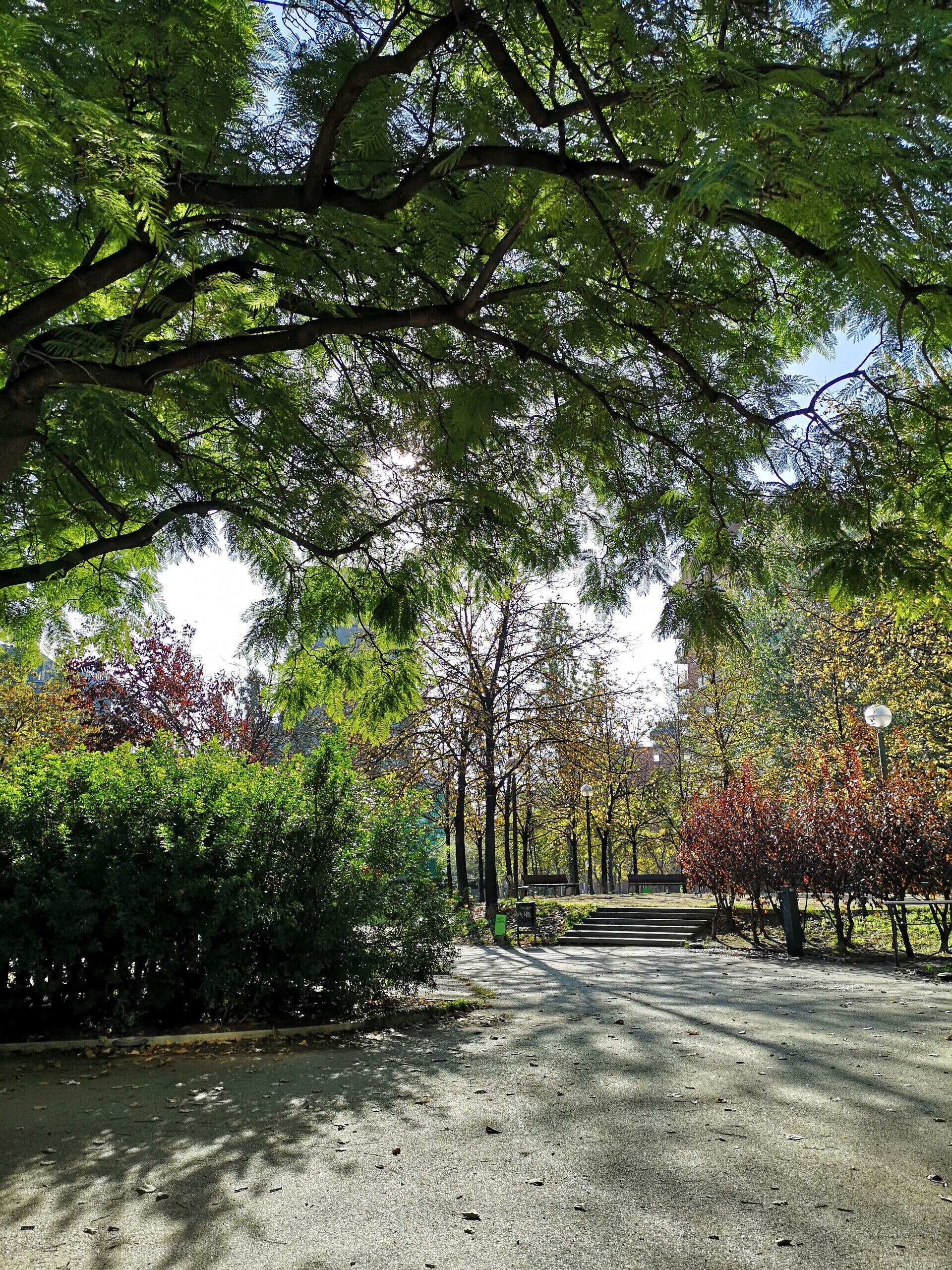 A paved pathway surrounded by trees and shrubs, leading to a building with a visible entrance.