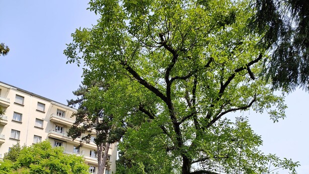 A park with a large tree, a bench, and a multi-story building in the background. - Appartement Rénové Avec Place de Parking Dans Résidence Fermée et Sécurisée (Gières)