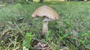 En svamp i et græsfuldt område med en gul bygning i baggrunden.