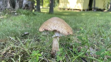 Boendeområde