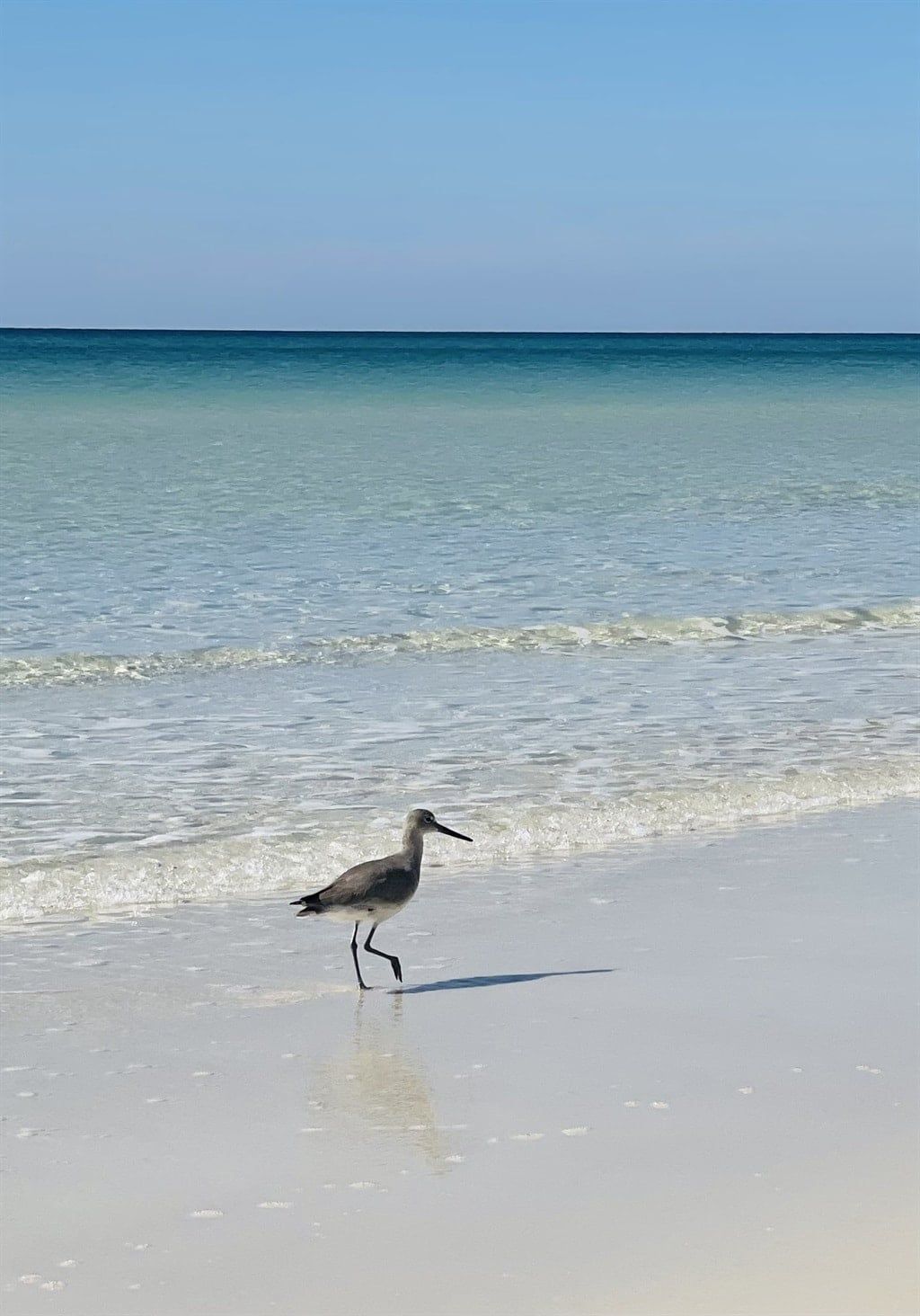 Cena de praia com um pássaro caminhando na areia perto da beira da água.