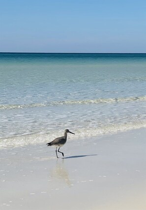 Une scène de plage où l'on voit un oiseau marchant sur le sable, près du bord de l'eau.
